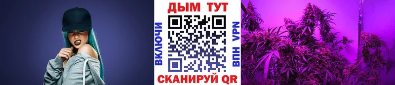 Конопля Ganja  Будённовск 